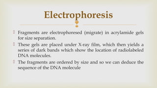 
 Fragments are electrophoresed (migrate) in acrylamide gels
for size separation.
 These gels are placed under X-ray film, which then yields a
series of dark bands which show the location of radiolabeled
DNA molecules.
 The fragments are ordered by size and so we can deduce the
sequence of the DNA molecule
Electrophoresis
 