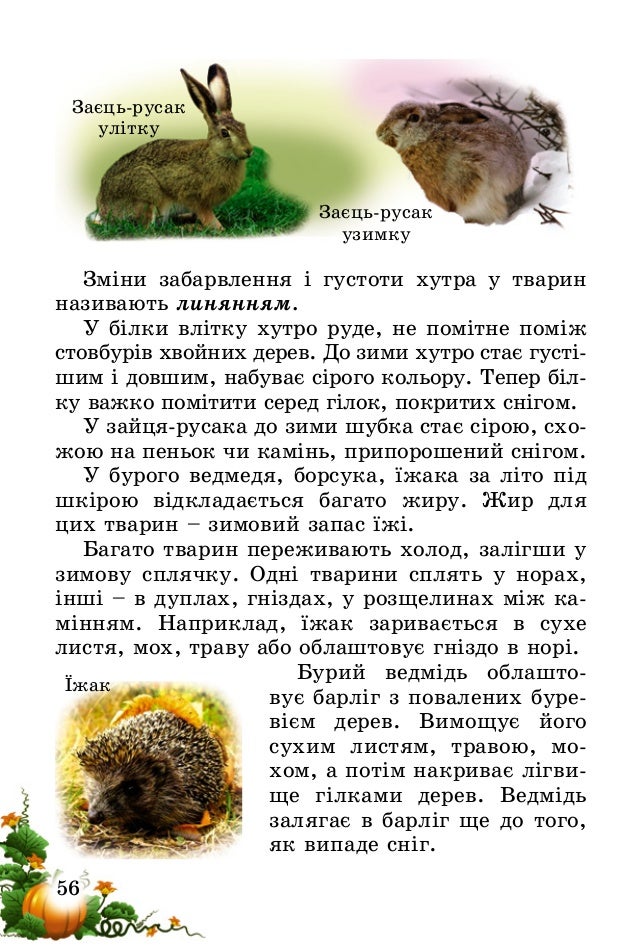 57
Борсуки зимують у норах.
Коли випадає сніг і почина-
ються морози, вони закрива-
ють вхід в нору травою і зем-
лею і за...