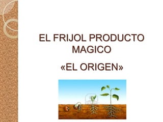 EL FRIJOL PRODUCTO
       MAGICO
   «EL ORIGEN»
 