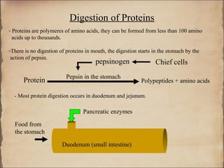 Digestion of Proteins
- Proteins are polymeres of amino acids, they can be formed from less than 100 amino
  acids up to thousands.

-There is no digestion of proteins in mouth, the digestion starts in the stomach by the
 action of pepsin.
                                       pepsinogen                  Chief cells
                          Pepsin in the stomach
      Protein                                               Polypeptides + amino acids

  - Most protein digestion occurs in duodenum and jejunum.

                                 Pancreatic enzymes

  Food from
  the stomach

                        Duodenum (small intestine)
 