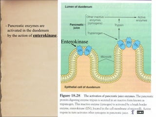 - Pancreatic enzymes are
  activated in the duodenum
  by the action of enterokinase.
                                   Enterokinase
 
