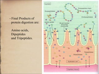 - Final Products of
  protein digestion are:

 Amino acids,
 Dipeptides
 and Tripeptides.
 