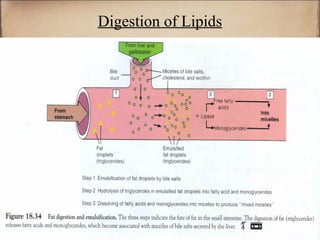 Digestion of Lipids
 