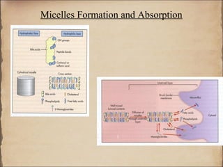 Micelles Formation and Absorption
 