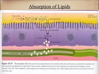 Absorption of Lipids
 