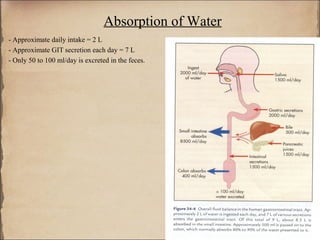 Absorption of Water
- Approximate daily intake = 2 L
- Approximate GIT secretion each day = 7 L
- Only 50 to 100 ml/day is excreted in the feces.
 