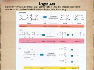 Digestion
Digestion = breaking down of large compounds in food into smaller and simpler
substances that can be absorbed and used by the cells of the body.
 