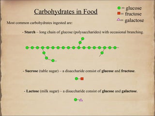= glucose
                Carbohydrates in Food                                   = fructose
Most common carbohydrates ingested are:
                                                                        = galactose

         - Starch – long chain of glucose (polysaccharides) with occasional branching.




         - Sucrose (table sugar) – a disaccharide consist of glucose and fructose.




          - Lactose (milk sugar) – a disaccharide consist of glucose and galactose.
 