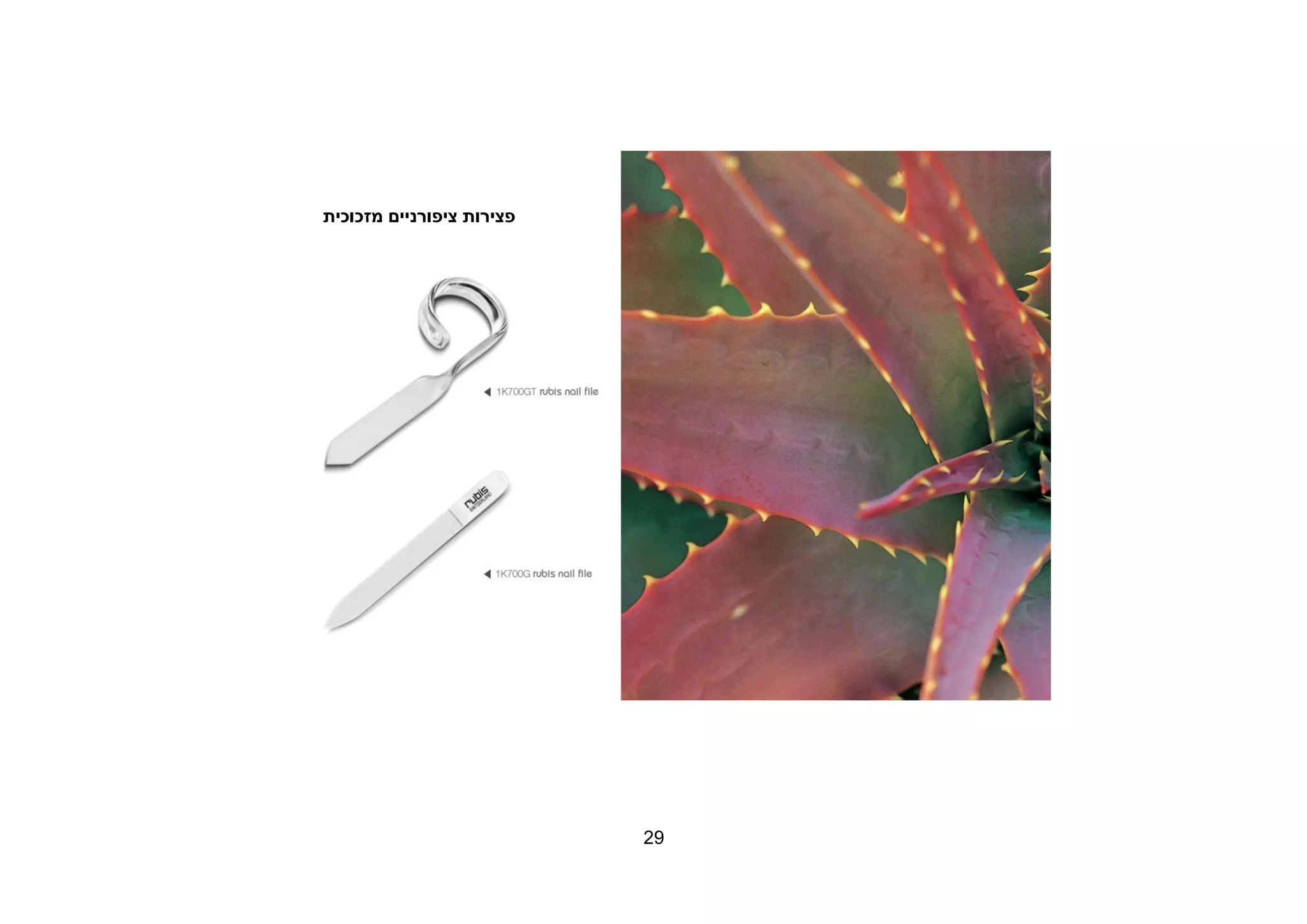 29
‫פצירות‬‫ציפ‬‫ו‬‫ר‬‫מז‬ ‫ניים‬‫כ‬‫ו‬‫כית‬
 