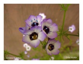 Gilia tricolor   web show
