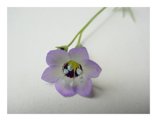 Gilia tricolor   web show