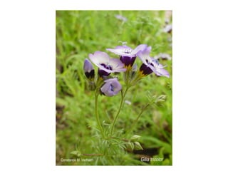 Gilia tricolor   web show