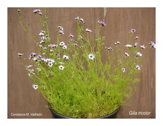 Gilia tricolor   web show