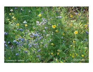 Gilia tricolor   web show