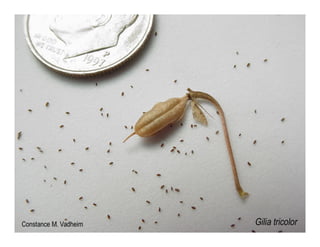 Gilia tricolor   web show