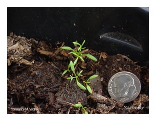 Gilia tricolor   web show