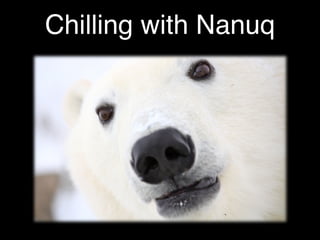 Chilling with Nanuq
 