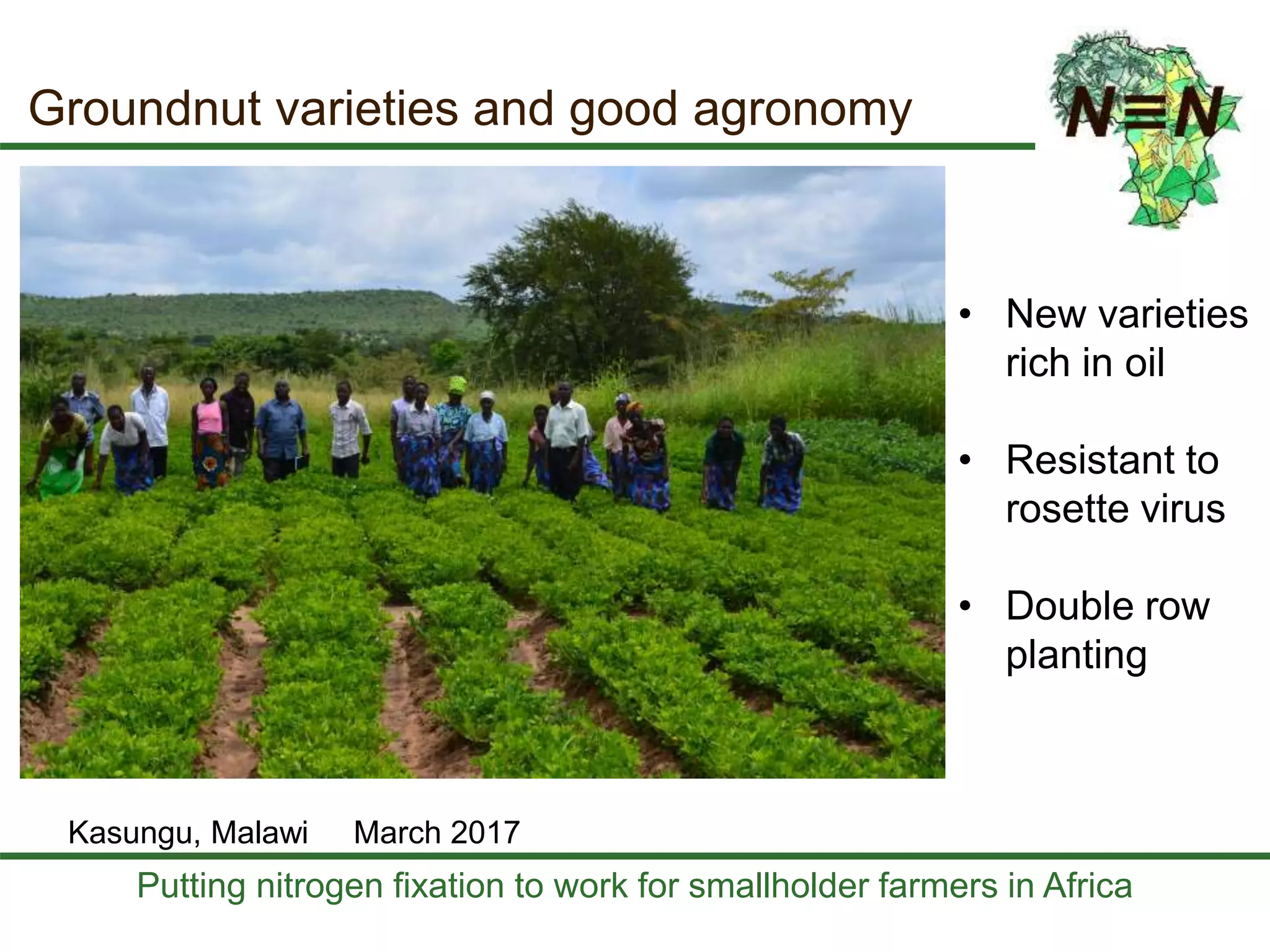 Putting nitrogen fixation to work for smallholder farmers in Africa
Groundnut varieties and good agronomy
• New varieties
rich in oil
• Resistant to
rosette virus
• Double row
planting
Kasungu, Malawi March 2017
 