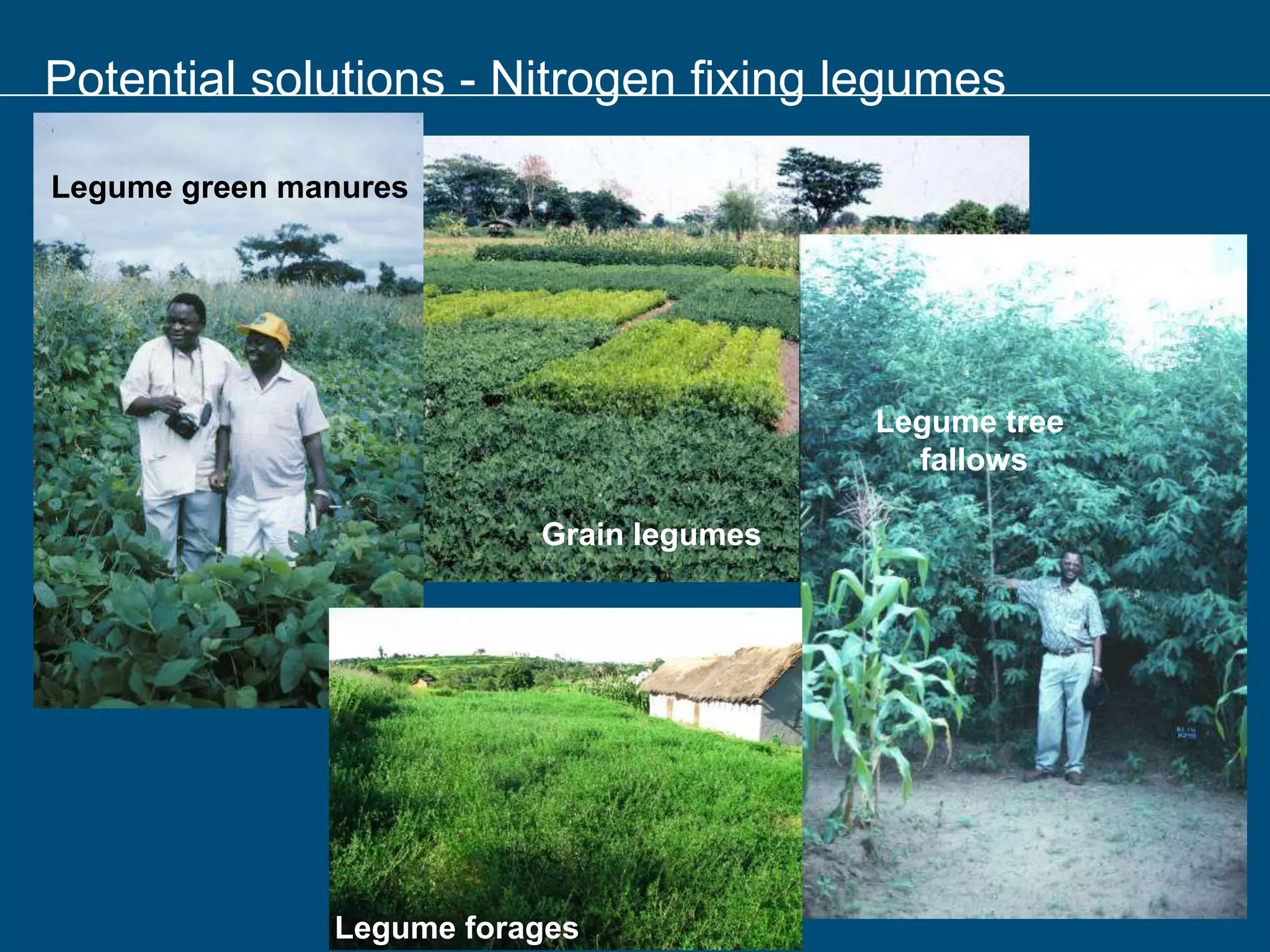Potential solutions - Nitrogen fixing legumes
Grain legumes
Legume tree
fallows
Legume forages
Legume green manures
 