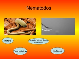 Nematodos Historia Características Características de un  Nematodo Morfología 