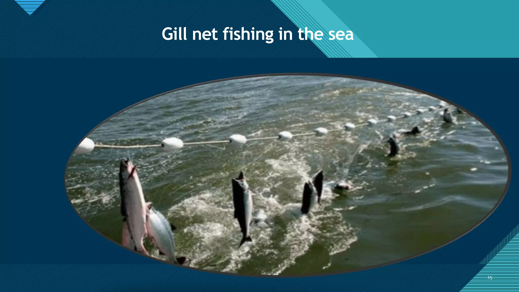 Gill net | PPTX