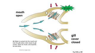 gills resp.pptx by the team Zoologist uos | PPTX
