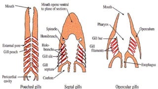 gills resp.pptx by the team Zoologist uos | PPTX