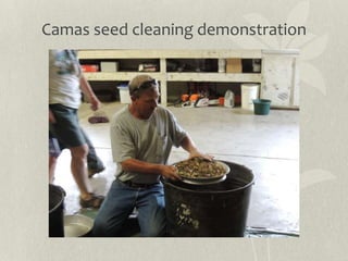 Camas seed cleaning
 