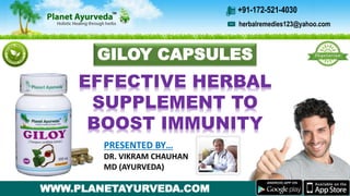 GILOY CAPSULES
EFFECTIVE HERBAL
SUPPLEMENT TO
BOOST IMMUNITY
PRESENTED BY…
DR. VIKRAM CHAUHAN
MD (AYURVEDA)
WWW.PLANETAYURVEDA.COM
herbalremedies123@yahoo.com
+91-172-521-4030
 