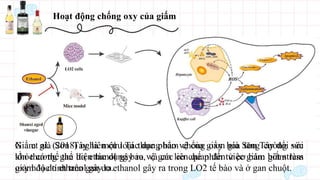 Hoạt động chống oxy của giấm
Xia et al. (2018) nghiên cứu Tác dụng bảo vệ của giấm già Sơn Tây đối với
tổn thương gan do ethanol gây ra, và các cơ chế phân tử cơ bản: giấm làm
giảm độc tính trên gan do ethanol gây ra trong LO2 tế bào và ở gan chuột.
Giấm già Sơn Tây là một loại thực phẩm chống oxy hóa tăng cường sức
khỏe có thể thể hiện tác dụng bảo vệ gan liên quan đến việc giảm bớt stress
oxy hóa do ethanol gây ra.
 