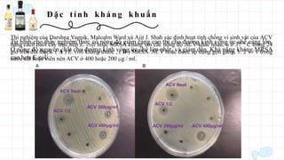 Đ ặ c t í n h kh á n g kh u ẩ n
Thí nghiệm của Darshna Yagnik, Malcolm Ward và Ajit J. Shah xác định hoạt tính chống vi sinh vật của ACV
bằng cách nuôi cấy trực tiếp E. coli hoặc MRSA kháng với các nồng độ ACV khác nhau, ủ ở 37 ° C trong 24
giờ trên đĩa thạch. ( A ) E. coli kháng thuốc ; ( B ) MRSA. ACV hoặc được áp dụng gọn gàng, 1: 2 v / v trong
nước cất hoặc viên nén ACV ở 400 hoặc 200 μg / ml.
Từ hình cho thấy nghiệm thức có nồng độ giấm càng cao thì cho đường kính vòng ức chế càng lớn.
Ở nồng đồ nguyên chất cho đường kính vòng ức chế lớn nhất, và giảm dần. Khả năng kháng MRSA
cao hơn E.coli
 