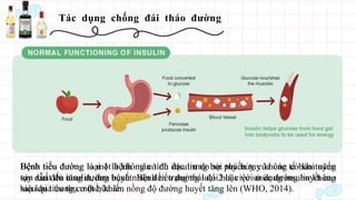 Tác dụng chống đái tháo đường
Bệnh tiểu đường là một bệnh mãn tính đặc trưng bởi tuyến tụy không có khả năng
sản xuất đủ insulin, đưa bệnh nhân đến trạng thái đói hoặc với mức đường huyết cao
sau khi tiêu thụ một bữa ăn.
Bệnh tiểu đường loại 1 là không có đủ insulin do sự phá hủy của các tế bào tuyến
tụy dẫn đến tăng đường huyết. Bệnh tiểu đường loại 2 là việc sử dụng insulin không
hiệu quả trong cơ thể, khiến nồng độ đường huyết tăng lên (WHO, 2014).
 