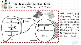 Tác dụng chống đái tháo đường
Axit acetic giúp
tăng cường bổ sung
glycogen trong gan
và cơ xương chuột
(Fushimi T, Tayama
K, Fukaya M,
Kitakoshi K, Nakai
N, Tsukamoto Y, et
al 1973 – 1977.)
 