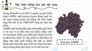 Đặc tính chống béo phì nội tạng
Enzyme AMPK
Trong Bounihi et al (2017) người ta giải thích
rằng AMPK, một enzym kinase đóng một vai
trò quan trọng trong cân bằng nội môi lipid,
tăng lên khi tỷ lệ AMP/ATP tăng do tiêu thụ
giấm.
AMPK ảnh hưởng đến quá trình phân giải lipid
vì nó tạo ra sự điều hòa của lipase nhạy cảm
với hormone (HSL) tạo điều kiện thuận lợi cho
sự phân hủy lipid. Vì vậy, giấm có thể được sử
dụng như một chất chống béo phì tự nhiên
bằng cách thúc đẩy quá trình oxy hóa acid béo,
tăng cường phân giải lipid và ức chế tạo mỡ
 