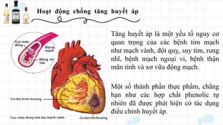 Hoạt động chống tăng huyết áp
Tăng huyết áp là một yếu tố nguy cơ
quan trọng của các bệnh tim mạch
như mạch vành, đột quỵ, suy tim, rung
nhĩ, bệnh mạch ngoại vi, bệnh thận
mãn tính và xơ vữa động mạch.
Một số thành phần thực phẩm, chẳng
hạn như các hợp chất phenolic tự
nhiên đã được phát hiện có tác dụng
điểu chỉnh huyết áp.
 