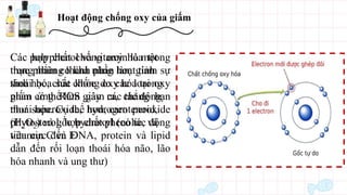 Hoạt động chống oxy của giấm
Các hợp chất chống oxy hóa trong
thực phẩm có khả năng làm giảm sự
thoái hóa sức khỏe do các loại oxy
phản ứng ROS gây ra, chẳng hạn
như superoxide, hydrogen peroxide
(H2O2) và gốc hydroxyl (có tác động
tiêu cực đến DNA, protein và lipid
dẫn đến rối loạn thoái hóa não, lão
hóa nhanh và ung thư)
Các polyphenol và vitamin là một
trong những thành phần hoạt tính
sinh học, chất chống oxy hóa trong
giấm có thể làm giảm các tác động
thoái hóa. Cụ thể hơn, carotenoid,
phytosterol, hợp chất phenolic, và
vitamin C và E
 