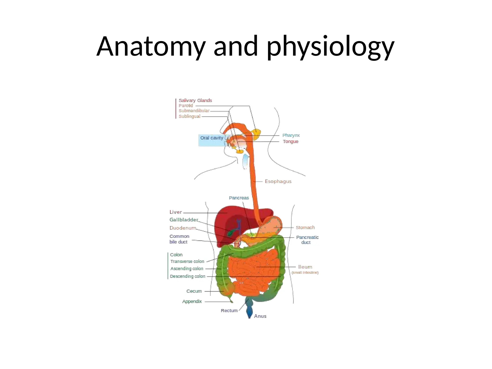 Anatomy and physiology
 