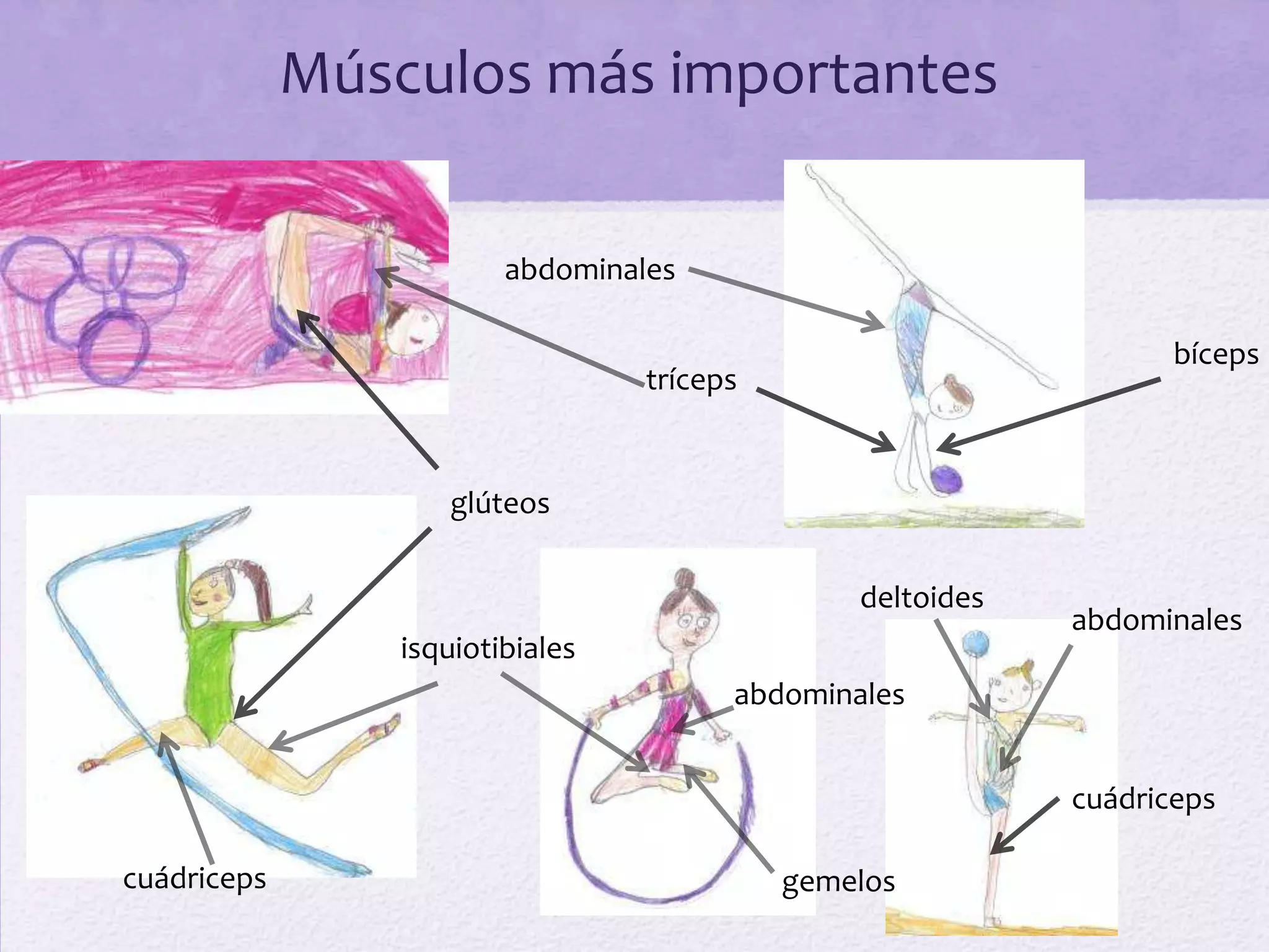 Músculos más importantes

                         abdominales

                                                                   bíceps
                                  tríceps


                    glúteos

                                                deltoides
                                                            abdominales
                 isquiotibiales
                                        abdominales


                                                            cuádriceps

cuádriceps                                  gemelos
 