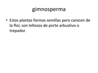 gimnosperma 
• Estas plantas formas semillas pero carecen de 
la flor, son leñosos de porte arbustivo o 
trepador. 
