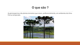 O que são ? 
As gimnospermas são plantas terrestres que vivem, preferencialmente, em ambientes de clima 
frio ou temperado. 
 