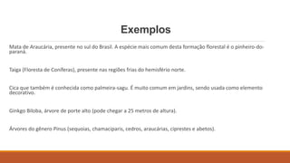 Exemplos 
Mata de Araucária, presente no sul do Brasil. A espécie mais comum desta formação florestal é o pinheiro-do-paraná. 
Taiga (Floresta de Coníferas), presente nas regiões frias do hemisfério norte. 
Cica que também é conhecida como palmeira-sagu. É muito comum em jardins, sendo usada como elemento 
decorativo. 
Ginkgo Biloba, árvore de porte alto (pode chegar a 25 metros de altura). 
Árvores do gênero Pinus (sequoias, chamaciparis, cedros, araucárias, ciprestes e abetos). 
 