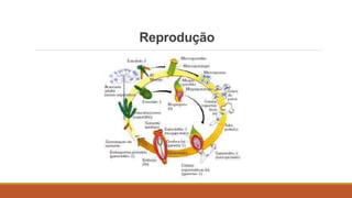 Reprodução 
 
