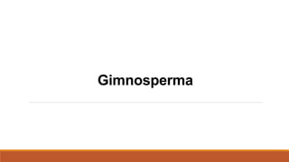 Gimnosperma 
 