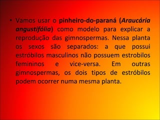 • Vamos usar o pinheiro-do-paraná (Araucária
  angustifólia) como modelo para explicar a
  reprodução das gimnospermas. Nessa planta
  os sexos são separados: a que possui
  estróbilos masculinos não possuem estrobilos
  femininos     e   vice-versa.  Em    outras
  gimnospermas, os dois tipos de estróbilos
  podem ocorrer numa mesma planta.
 