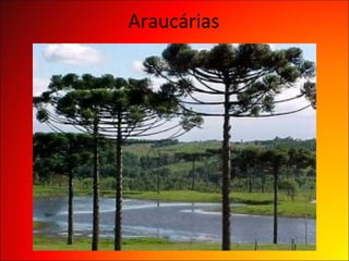 Araucárias
 
