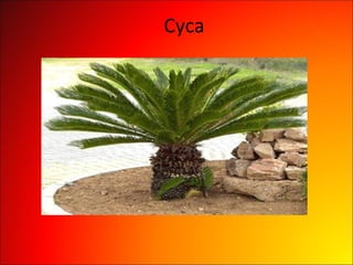 Cyca
 