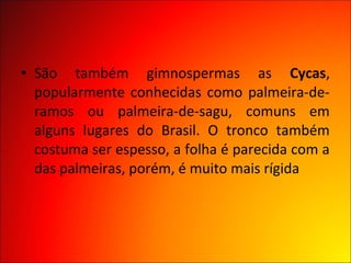 • São também gimnospermas as Cycas,
  popularmente conhecidas como palmeira-de-
  ramos ou palmeira-de-sagu, comuns em
  alguns lugares do Brasil. O tronco também
  costuma ser espesso, a folha é parecida com a
  das palmeiras, porém, é muito mais rígida
 