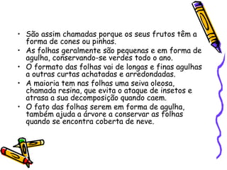 • São assim chamadas porque os seus frutos têm a
forma de cones ou pinhas.
• As folhas geralmente são pequenas e em forma de
agulha, conservando-se verdes todo o ano.
• O formato das folhas vai de longas e finas agulhas
a outras curtas achatadas e arredondadas.
• A maioria tem nas folhas uma seiva oleosa,
chamada resina, que evita o ataque de insetos e
atrasa a sua decomposição quando caem.
• O fato das folhas serem em forma de agulha,
também ajuda a árvore a conservar as folhas
quando se encontra coberta de neve.