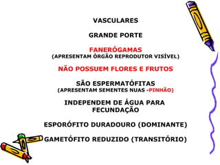 VASCULARES
GRANDE PORTE
FANERÓGAMAS
(APRESENTAM ÓRGÃO REPRODUTOR VISÍVEL)
NÃO POSSUEM FLORES E FRUTOS
SÃO ESPERMATÓFITAS
(APRESENTAM SEMENTES NUAS -PINHÃO)
INDEPENDEM DE ÁGUA PARA
FECUNDAÇÃO
ESPORÓFITO DURADOURO (DOMINANTE)
GAMETÓFITO REDUZIDO (TRANSITÓRIO)