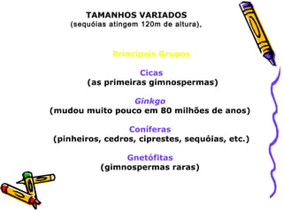 TAMANHOS VARIADOS
(sequóias atingem 120m de altura),
Principais Grupos
Cicas
(as primeiras gimnospermas)
Ginkgo
(mudou muito pouco em 80 milhões de anos)
Coníferas
(pinheiros, cedros, ciprestes, sequóias, etc.)
Gnetófitas
(gimnospermas raras)